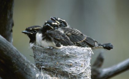 Willy wagtails at Dryandra Willy wagtails at Dryandra